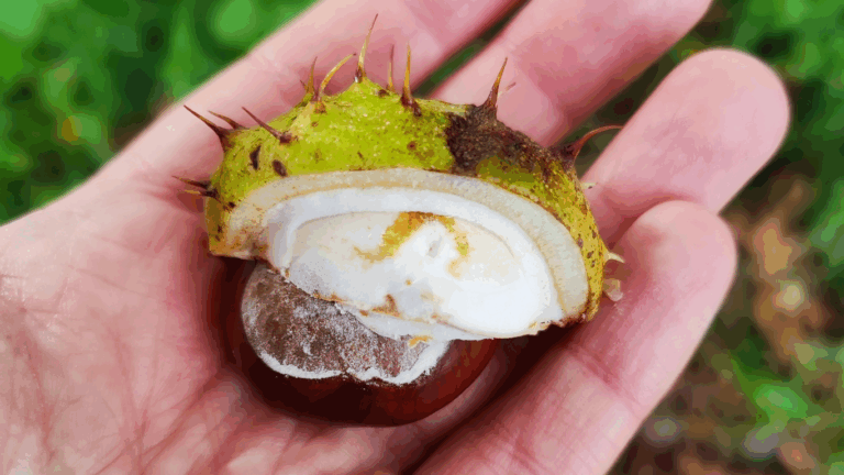 Read more about the article 16 Ways to Be Happy at Home – Slow Living Autumn Edition